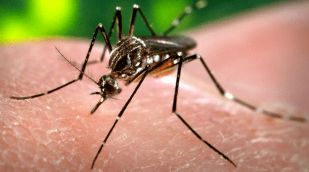 حملة استئصال ” الزاعجة المصرية ” في مسقط