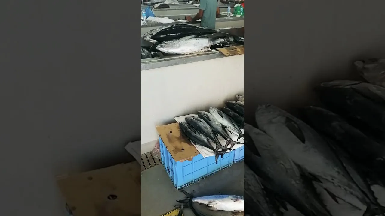 سوق السمك مطرح سردين 22 الف