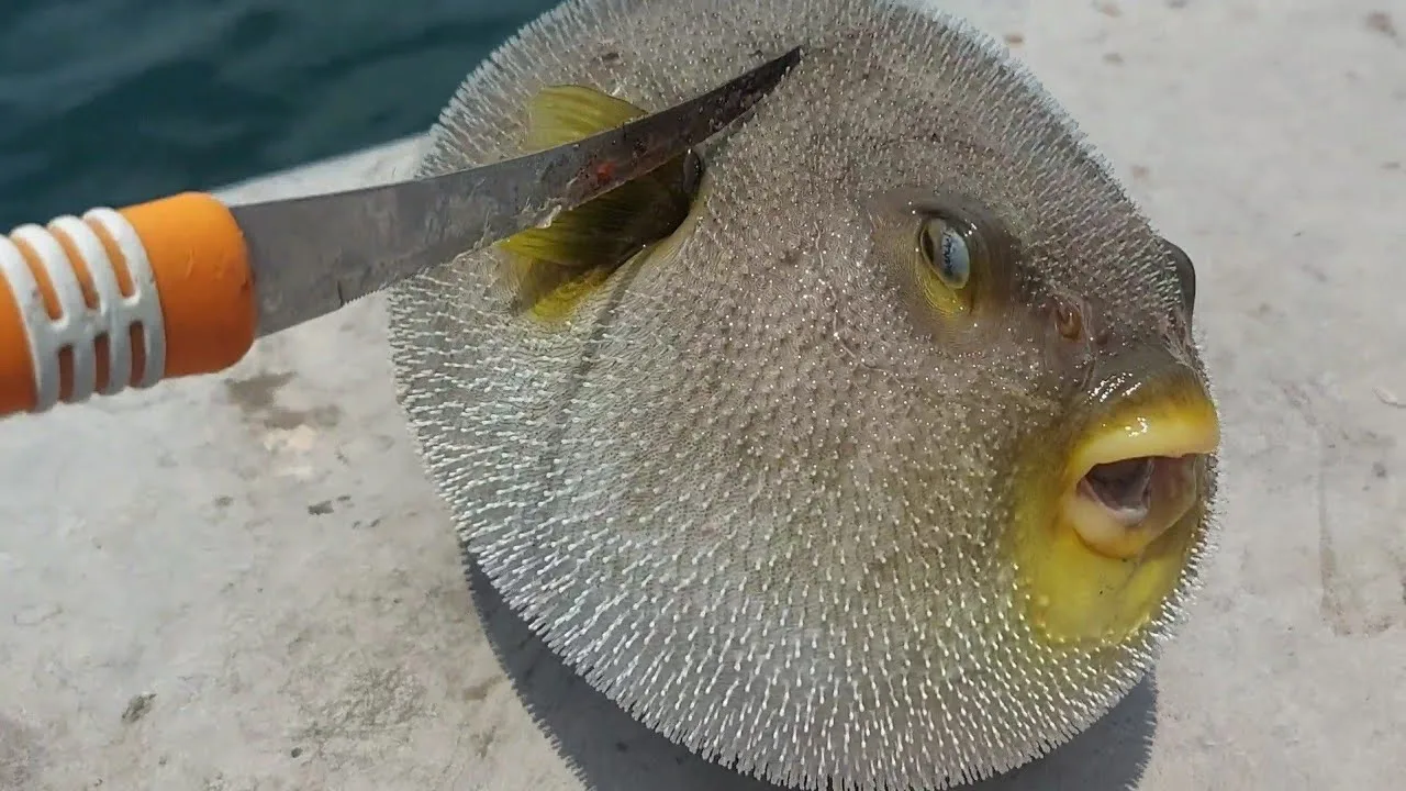 مطرح،جانب سوق السمك